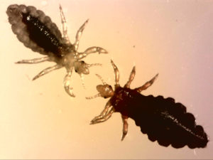 2 lice 2 lice