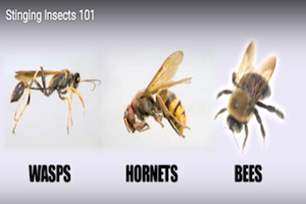 Wasp, hornet, bee Wasp, hornet, bee